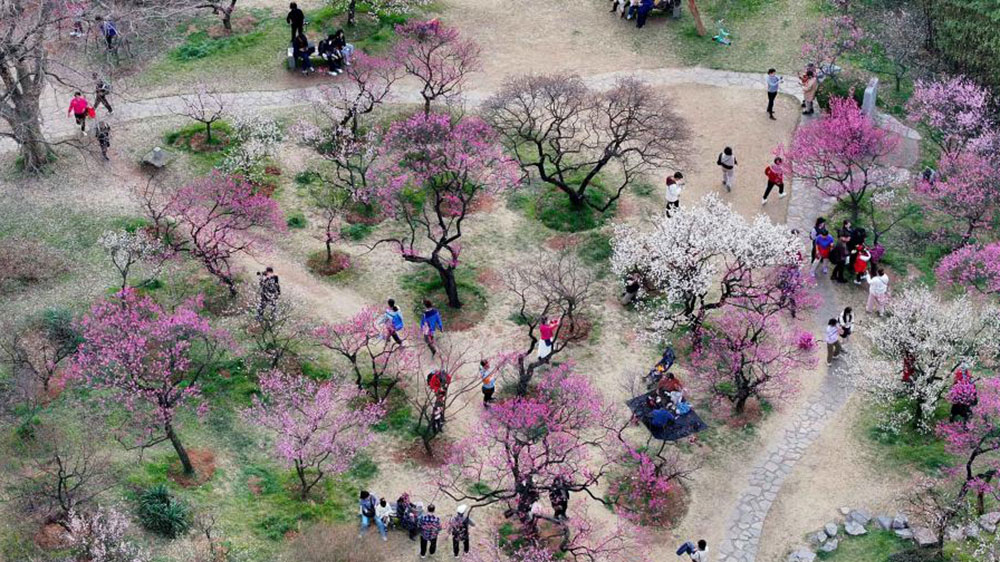 第二十九屆中國南京國際梅花節(jié).jpg