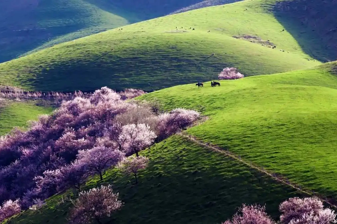新疆吐爾根杏花溝.jpg