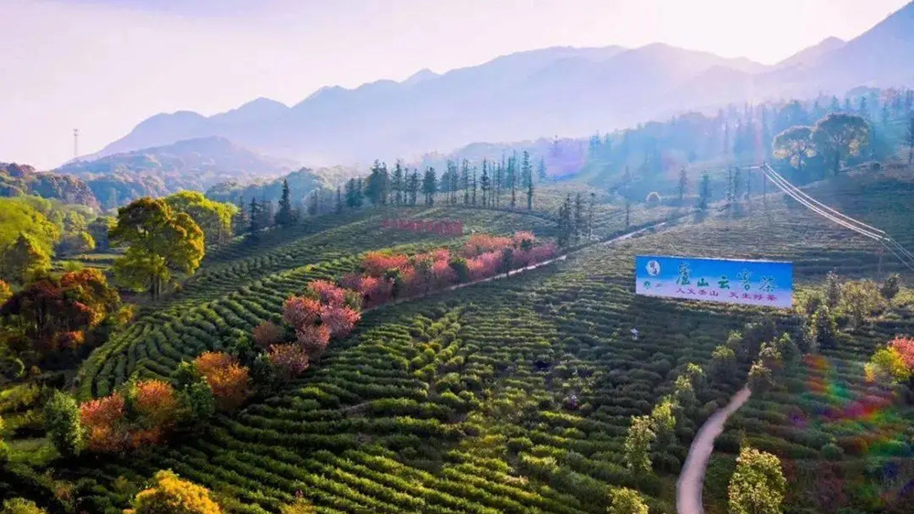 廬山云霧茶基地.jpg