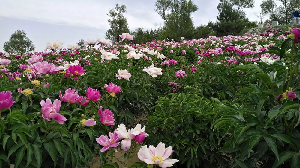 和林格爾芍藥.jpg